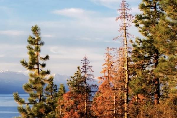trees and mountains in Lake Tahoe