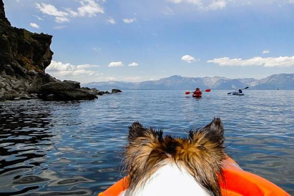 dog in kayak on lake tahoe