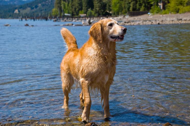 Pet Friendly Activities In North Lake