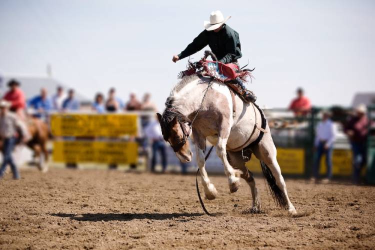 cowboy riding a bucking bronco in a rodeo