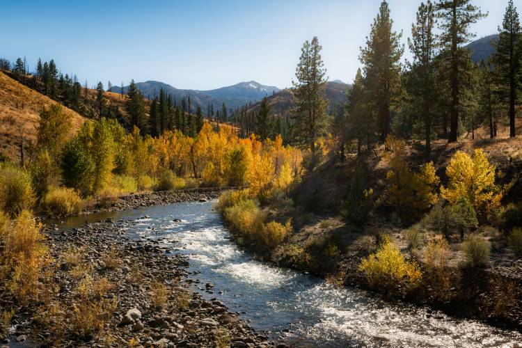 Fall colors in Truckee