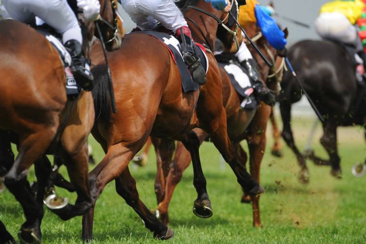 Horses racing on a grass field
